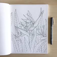 Sketch Bird Of Paradise Flower Drawing Free Hand Drawing Of A Bird Of Paradise Flower Free Coloring Page Is Already Available On Bird Illustration Birds Of Paradise Flower Bird Silhouette Art