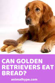 Can Golden Retrievers Eat Bread Golden Retriever Retriever Dog Facts