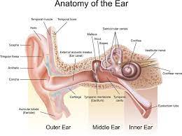 It arises from the second and third cervical nerves, winds around the posterior border of the sternocleidomastoideus, and, after perforating the deep fascia, ascends upon that muscle beneath the platysma to the parotid gland, where it divides into an anterior and a posterior branch. Anatomy Of The Ear Labeled With Annotation Affiliate Ear Anatomy Annotation Label Ear Infection Remedy Earache Remedies Ear Infection Home Remedies
