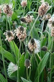 Image result for Plantago lanceolata