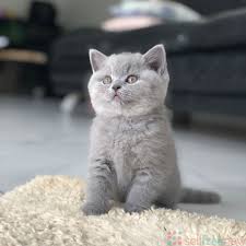 Maybe you would like to learn more about one of these? British Shorthair For Sale Near Me Free Classified Ads Post Free Ads Cars Real Estate Jobs Dating
