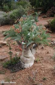 Image result for Cyphostemma schlechteri