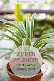 9 pflegeleichte zimmerpflanzen, due nur wenig wasser brauchen. Zimmerpflanzen Die Wenig Wasser Brauchen Pflanzen Zimmerpflanzen Pflegeleichte Zimmerpflanzen