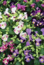 Check spelling or type a new query. 404 Page Not Found Deer Resistant Plants Deer Resistant Flowers Annual Plants