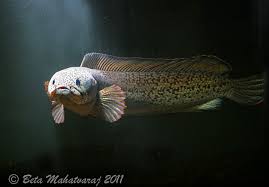 Barca and foli channa barca (f. Channa Barca Ophiocephalus Barca Ophicephalus Nigricans Seriously Fish