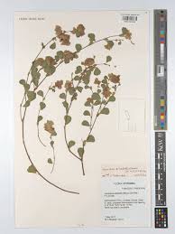 Image result for Humularia