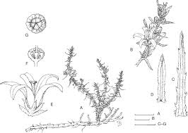 Image result for Wahlenbergia androsacea