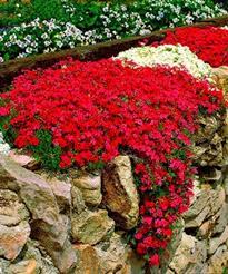 Small Landscaping Ideas On A Budget Shrublandscaping Landscaping With Rocks Plants Backyard Landscaping
