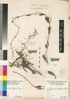 Image result for Pentarrhinum abyssinicum