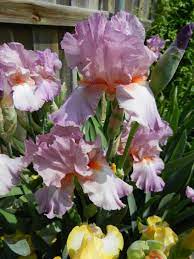 Iris From My Flower Bed Don T You Just Love The Smell Flower Garden My Secret Garden Flower Beds