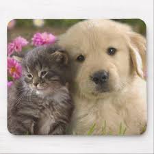 Kittens gain weight at a rate of about 4 ounces per week, which means they should weigh around 1 pound by the time they reach 4 weeks of age, says dr. Cute Puppy And Kitten Mouse Pad Zazzle Com Cute Puppies And Kittens Cute Puppies Super Cute Dogs
