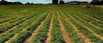 Cover Crop Garden Help Pennington Soil Improvement