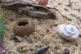 Image result for Gymnosporia arenicola