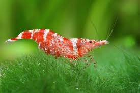 Udang Hias Ninja Shrimp Shrimp Tank Cute Fish Prawn Shrimp