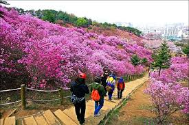 Bunga camelia di camelia hill jeju, korea selatan. Seru Nih Ada 8 Festival Bunga Di Korea Selatan Setiap Tahun