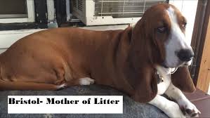 Check spelling or type a new query. Litter Of 9 Basset Hound Puppies For Sale In North Branch Mn Adn 36569 On Puppyfinder Com Gender Male S A Puppies For Sale Hound Puppies Basset Hound Puppy