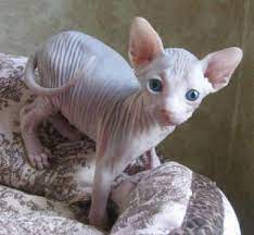 Cute Cat Breeds Hairless Sphynx Cat Cat Breeds Hairless Cat Sphynx Cat