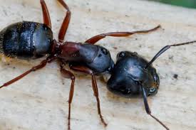 If you have seen stink. Pest Control Ashburn Loudoun Va
