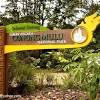 Malaysian nature society president professor ahmad ismail told the newspaper that their destruction is a loss of national treasure and stressed that the sites he added that tasik bera, which was declared as malaysia's first official ramsar site 22 years ago is under threat and his organisation has received. 1