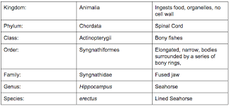 Lined Seahorse Classification Chart Sutori