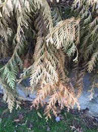 Image result for thuja drying out dead dried symptoms)