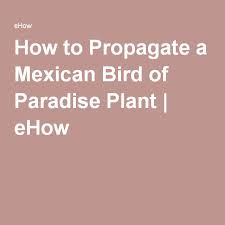Bird Of Paradise Water Propagation How To Propagate A Mexican Bird Of Paradise Plant Hunker Birds Of Paradise Plant Paradise Plant Birds Of Paradise