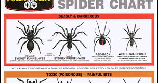 Australia Deadly Spider Chart Queentulip
