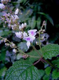 Image result for Plectranthus swynnertonii
