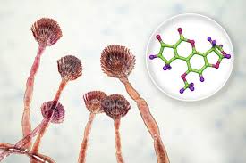Aflatoxin g1 aflatoxin b2 aflatoxin g2 aflatoxin m1 sterigmatocystin. Aflatoxin B1 Molecular Model Of Mycotoxin And Close Up View Of Aspergillus Flavus Fungi Organic Toxic Stock Photo 256032204