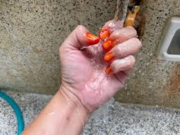 ある日の学校～ティンサグの花を爪に染めました！～ | かめーかめーブログ | 一般財団法人 沖縄美ら島財団