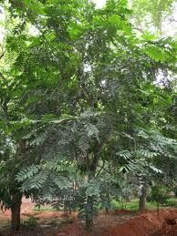 Image result for Aphanamixis