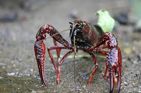 Se fino a un po' di tempo fa erano piuttosto presenti nei nostri corsi d'acqua, ora la loro presenza nei fiumi è diminuita. Procambarus Clarkii Gambero Rosso Della Louisiana Ambiente E Biodiversita