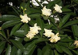 Image result for Voacanga thouarsii