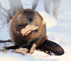 Jun 14, 2021 · beaver galleries, 81 denison street, deakin. Beaver Ontario Fur Managers Federation