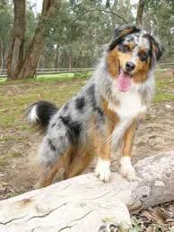 Bernese mountain dog husky mix puppies. Bernese Mountain Dog Australian Shepherd Mix Gorgeous And Intelligent 10 Photos Bernese Love