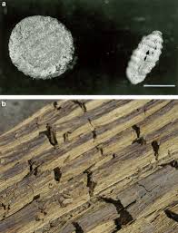This guide has been rendered inaccurate. Microbial Degradation Of Waterlogged Archaeological Wood Sciencedirect