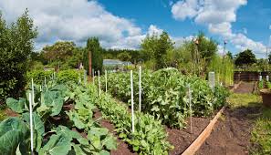 Flowers to plant with vegetables nz. Companion Planting Mitre 10