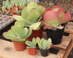 Kalanchoe Flapjacks The Red In Them Varies Based On A Number Of Factors Heat Sun Water Lack Succulent Gardening Succulents For Sale Drought Tolerant Plants