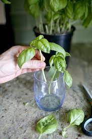 How To Grow Basil From Cuttings Growing Basil Basil Plant Basil Plant Indoors