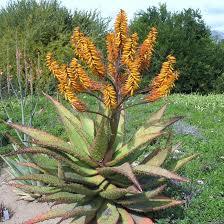 Image result for Aloe nuttii