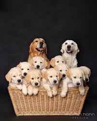 These can be treated with. Family Of Golden Retrievers Jenny Ioveva Google Labradorretriever Retriever Puppy Golden Retriever Puppies