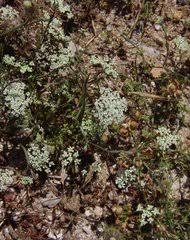 Image result for Pimpinella buchananii