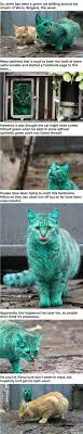 The Incredible Story Of The Turquoise Cat Cute Animals Cute Funny Animals Funny Cats