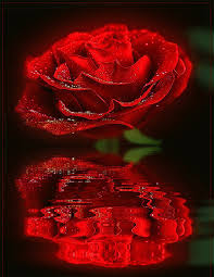 Buon giorno, la bellezza rossa. Shtyle Fm Home Giardino Di Rose Fiori Di Papavero Rose Rosse