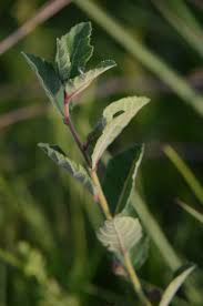 Image result for Ficus pygmaea