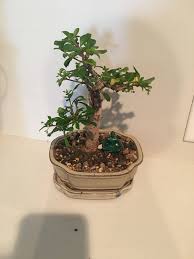 Trees How To Save Overwatered Deleaved Bonsai Gardening Landscaping Stack Exchange