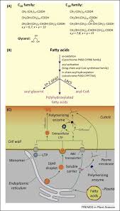 Check spelling or type a new query. Plant Cutin Genesis Unanswered Questions Trends In Plant Science