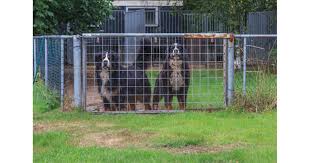 For those of you who are worried about exposing your pets to artificial turf puppy pads, look no further. Artificial Grass For Pet Cages Blog