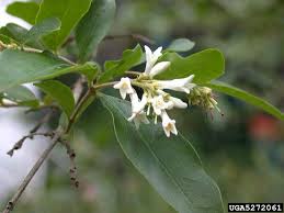 Image result for Ligustrum obtusifolium