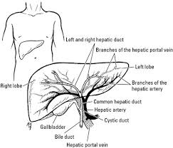 Epigastric pain location and pictures) Where Is Your Liver And What Does It Do Dummies